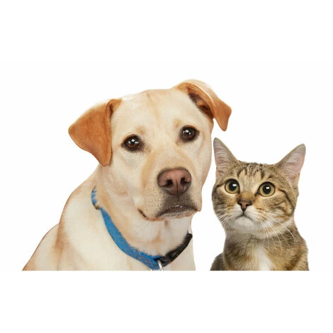 NO-NAME Venteo - Brosse Anti Poils Animaux - TELESHOPPING - ACTI'SWEEP™ - Brosse Avec Base Autonettoyante - Bleu Et Blanc - Adulte - Réutilisable – Image 4